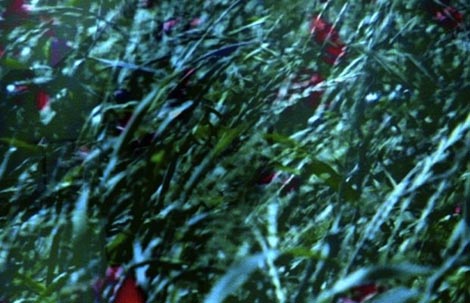 Izvana, autorica Liliana Resnick